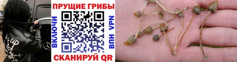 наркотики  Альметьевск  Псилоцибиновые грибы ЛСД 